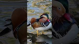 mandarin duck seen in the past few weeks at Poole park Dorset shorts birds wildlife nature [upl. by Old]