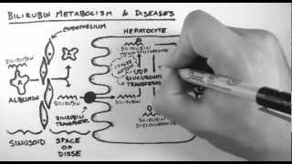 Bilirubin 2  Bilirubin Metabolism amp Diseases [upl. by Ariaec]