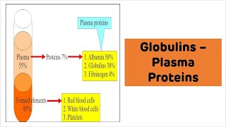 Globulins Explained with Examples  Plasma Proteins [upl. by Palmore357]