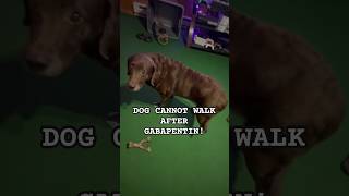 😞Senior dog cannot walk after Gabapentin PART 2 shortsviral [upl. by Johen]