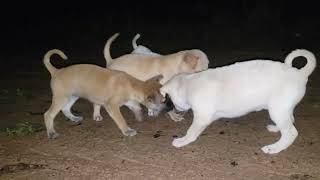 Adorable Puppies playing at nigh then sucking moms milk  Lula the cat [upl. by Spiegleman]