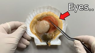 Scallop has 200 eyes   Scallop Dissection [upl. by Yelah276]