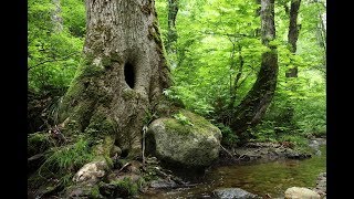 JG☆☆☆ 福島 只見 布沢のブナの森 FukushimaBirch Forest at Fuzawa [upl. by Gnilrac596]