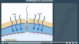 Acrosome Reaction in Sea Urchin  Fertilization in Sea Urchin  Acrosome AM Biologie Notes [upl. by Adnar]