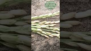 PADDY PANICAL MITE MANGEMENT PADDY SPIROMESIFEN agriculture VIRALVIDEO [upl. by Kennedy]