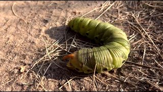 Gąsienice motyli CATERPILLAR [upl. by Trebbor59]