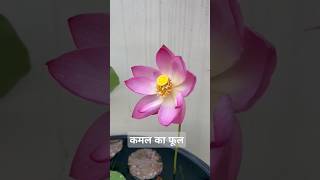 Kamal ka phool laxmikamallotusvirashortvideoviralshort shortvideo [upl. by Bascio]