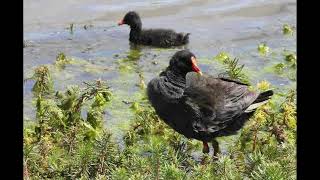 Moorhen Bird Call [upl. by Podvin]