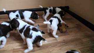 Springer Spaniel Puppies At Play [upl. by Rox]