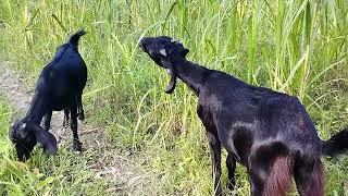 5 Minutes with the MOST BEAUTIFUL Goats in the Village [upl. by Nomar]