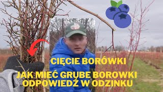 Cięcie Borówki Amerykańskiej Cała Wiedza w 3 minuty [upl. by Cordelie]