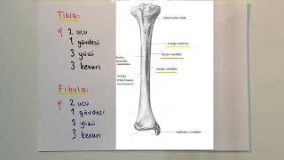 ANATOMİ13KONUAlt Ekstremite Kemikler Tibia ve Fibula [upl. by Mercola]