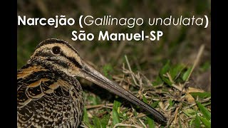 NarcejãoGiant Snipe Gallinago undulata em São ManuelSP [upl. by Itsym]