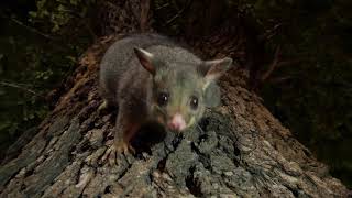 Un animal méconnu dAustralie le Possum Il est trop mignon et on vous dit comment en voir [upl. by Feodore]