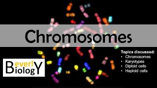 Chromosomes diploid vs haploid  updated [upl. by Melburn]