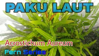 Paku Laut  Acrostichum Aureum  Golden Leather Fern [upl. by Juline]