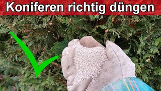 Thuja Koniferen richtig düngen Anleitung Wann womit wie mit Hornspäne Blaukorn Koniferen Dünger [upl. by Pegeen]