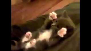 Cute Ticklish Peek a Boo Kitten [upl. by Kurtz83]