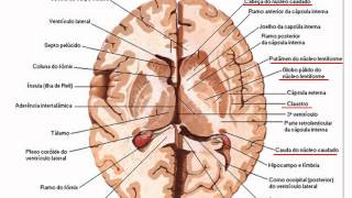 NEUROANATOMIA [upl. by Shannan443]