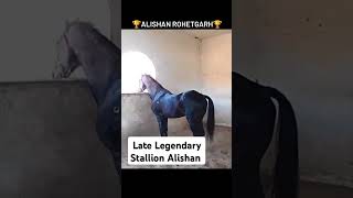 The LateLegendery Marwadi Horse Stallion quotAlishanquot udaipur horse shorts nukra marwaristallion [upl. by Eelessej]