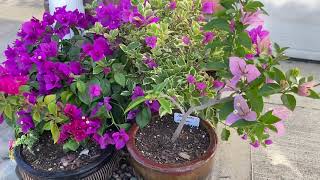 Variegated Bougainvillea Blueberry Ice Bougainvillea featured along with a mix of other bougies [upl. by Stavro308]