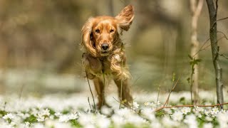 How to Stop Excessive Barking in Cocker Spaniels [upl. by Ahsenik]