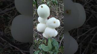 Symphoricarpos albus plant [upl. by Anibla]