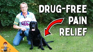 Treat Your Dogs Pain and Arthritis Without Drugs  Veterinarian explains [upl. by Avalsorim]