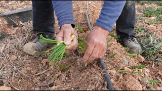 Plantamos cebollino ajos y patatas en menguante de enero [upl. by Akinnej]