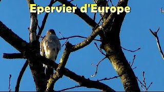 EPERVIER dEUROPE  Cris de Perruches à collier [upl. by Assillam40]