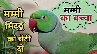 Talking Parrot Mummy Mitthu ko roti do🦜🦜 ।। मम्मी मिट्ठू को रोटी दो  in Hindi [upl. by Rise957]