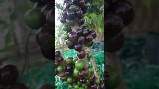 jabuticaba jabuticabeira vidanaroça viralvideo foryou [upl. by Nifled]