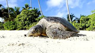 Waldorf Astoria Ile Platte Seychellen 🌴 Trauminsel Reisen [upl. by Nylesor]