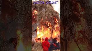 sagun sakrat 2024  new santali song youtubeshorts shortvideo shortsvideo shorts shortsfeed [upl. by Shipman]