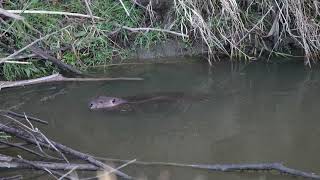 A North American young Beaver goes up its northern USA dam to get home to its pond and lodge [upl. by Akaenahs]