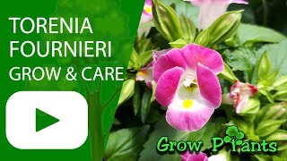 Torenia fournieri  grow amp care  Wishbone flower [upl. by Asilat562]