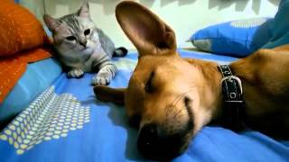 Cat Attacks Sleeping Dog  Wakes Him Up [upl. by Groome]