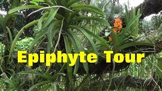 The Plant Traveller Epiphyte Tour [upl. by Nahtannhoj116]