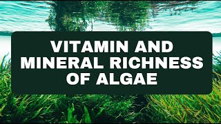 Vitamin and Mineral Richness of Algae [upl. by Nayrbo]