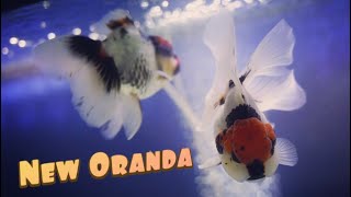 Buying Goldfish Oranda [upl. by Ahsinet]