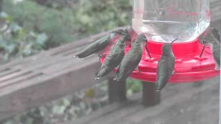 Hummingbirds feasting after Hurricane Irene swept through Virginia  Mediumm4v [upl. by Akerue]