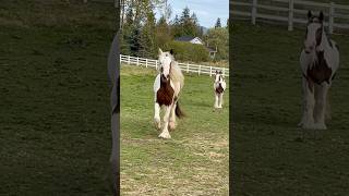 Happy to see me Bling is such a handsome boy drumhorse gypsy horses [upl. by Allegra585]