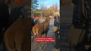 В Закопане на улице гуляет олень 🦌 zakopane raindeer christmas happynewyear Polska poland [upl. by Leff]