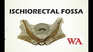 Ischiorectal Fossa  World of Anatomy [upl. by Calabrese495]