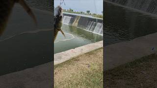 fishing in river fishing bigcatfish fish catfish shorts [upl. by Bandler]