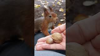 Walnuss oder Haselnuss 🐿🫶 cute squirrels animals happyplace [upl. by Ecnerrat]