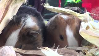 Mathare man discovers niche in rearing guinea pigs [upl. by Dorcea]