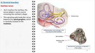 Vestibulocochlear nerve [upl. by Shenan195]