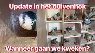 Update in het duivenhok  wanneer gaan we beginnen [upl. by Eunice]