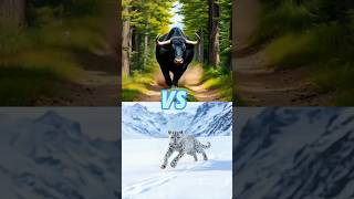 Black bull VS wild animalsleopard ram lionshorts animals bull [upl. by Nilreb991]